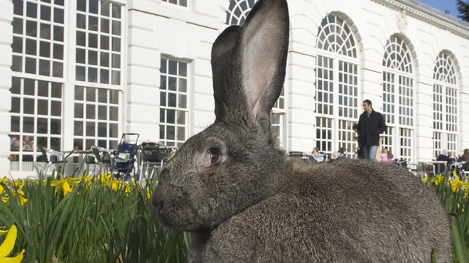 rabbit_four.jpg