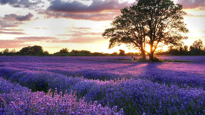 lavender field 1.jpg