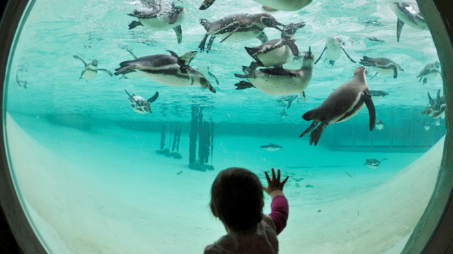 New_Penguin Beach - Viewing bubble - ZSL2.jpg