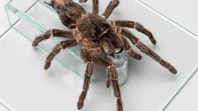 Tarantula.jpg