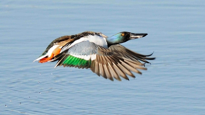 Shoveler_TomHines_web.jpg