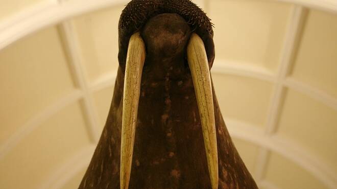New_Horniman Museum004.jpg
