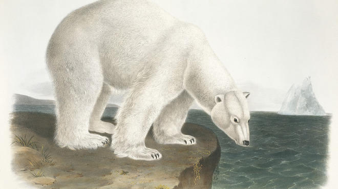 23591 audubon polar bear.jpg
