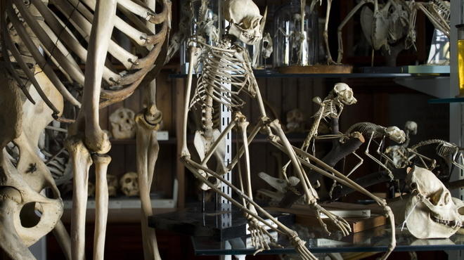 AT_GrantMuseum_CREDIT_UCLGrantMuseum_MattClayton.jpg