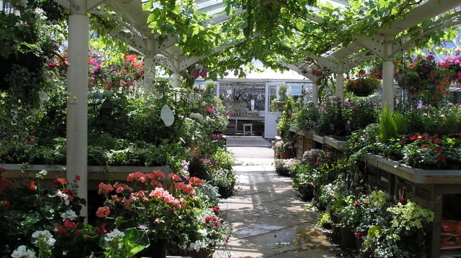 Clifton Nurseries Summer 2010 image 5.jpg