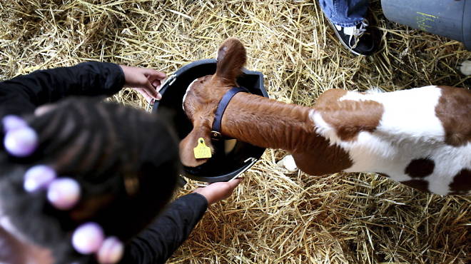Hackney City Farm001.jpg