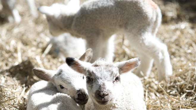 AT_HounslowUrbanFarm_CREDIT_MimiMollica_TOpic.jpg