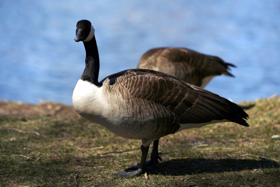 AT_CanadaGoose_Credit_ElanFleisher_TOpic.jpg