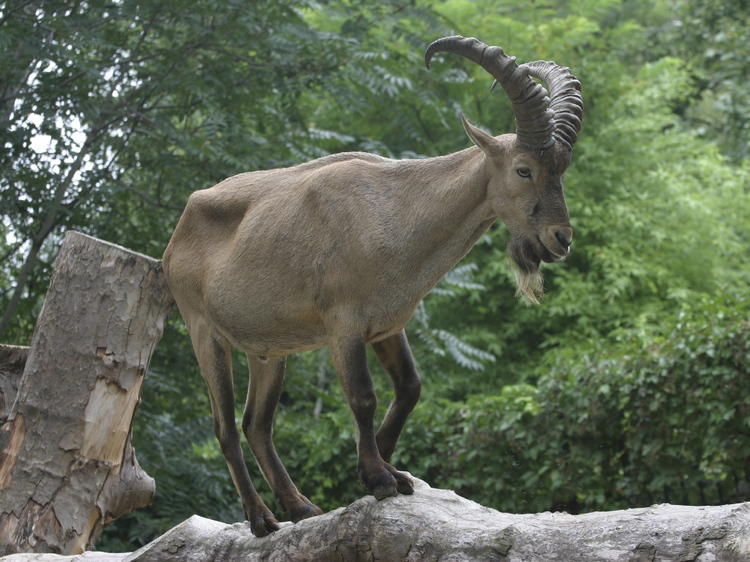 Ménagerie du Jardin des Plantes