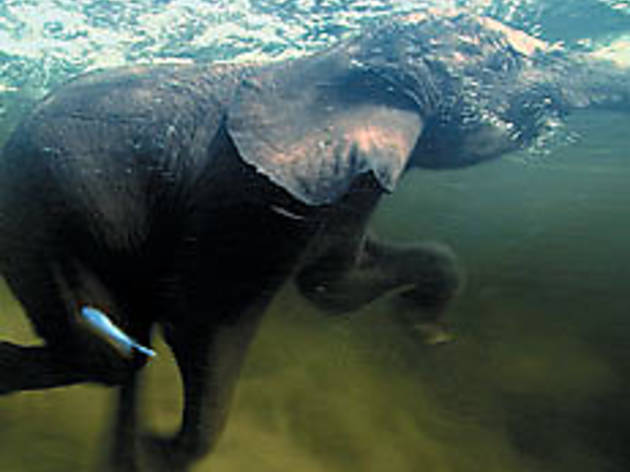 SWIMMING TRUNK An Elephant cools down in "Pole to Pole" SWIMMING TRUNK An Elephant cools down in "Pole to Pole"
