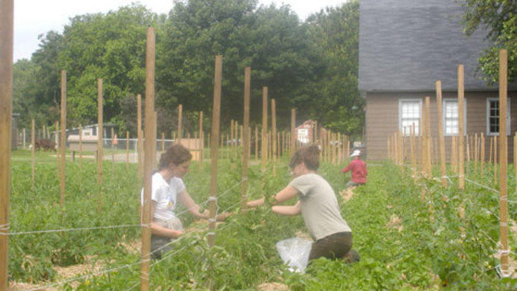 Learn Foraging at Queens County Farm Museum