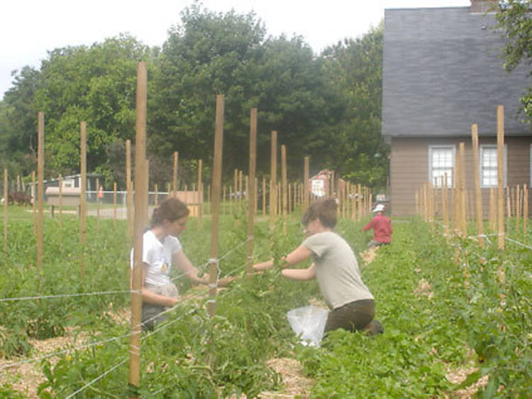 Learn Foraging at Queens County Farm Museum