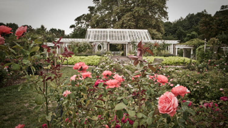 Smell the roses at Brooklyn Botanic Garden