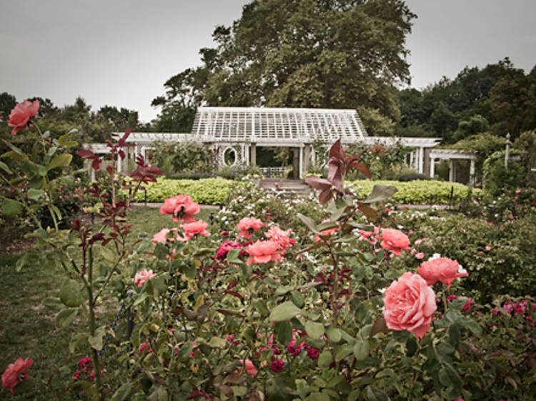 Smell the roses at Brooklyn Botanic Garden