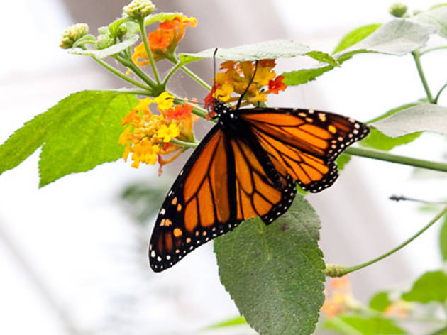 The Butterfly Conservatory The Butterfly Conservatory
