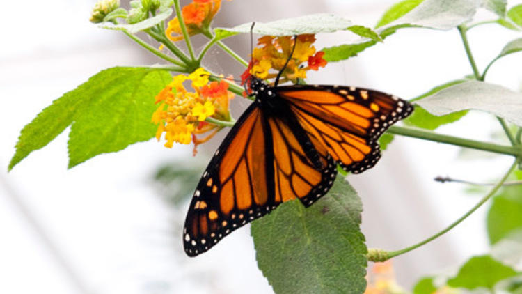 The Butterfly Conservatory