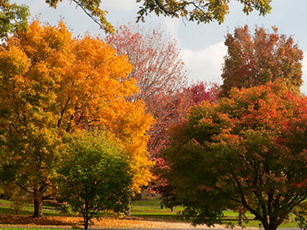 New York Botanical Garden