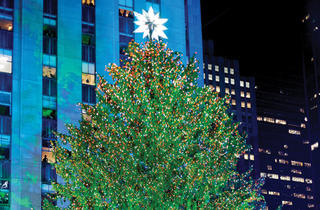 Christmas trees in New York City