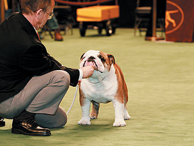 bulldog agility westminster 2019