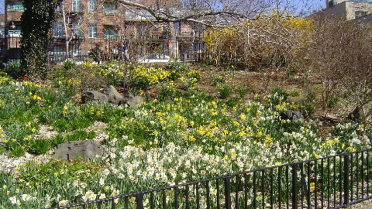 Narrows Botanical Garden  Daffodils