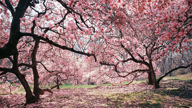 New York Botanical Garden