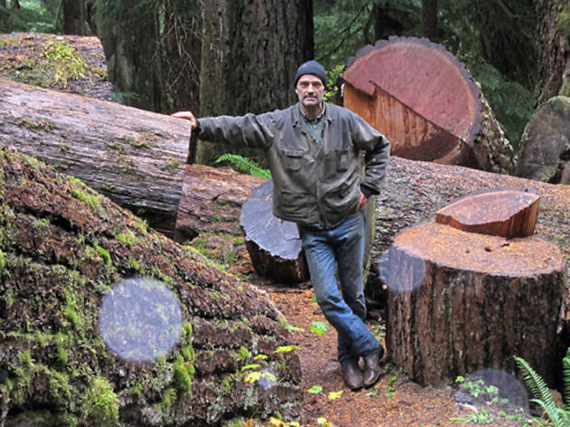 If a Tree Falls If a Tree Falls