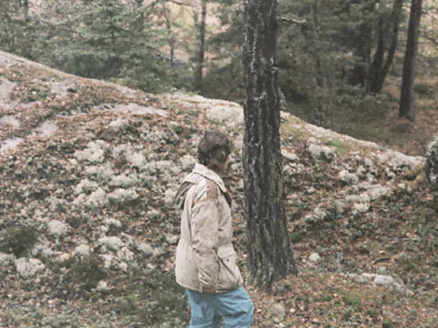 FOREST FOR THE TREES Edstrm takes a leisurely stroll through the woods FOREST FOR THE TREES Edstrm takes a leisurely stroll through the woods.