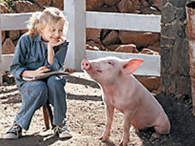 HOG FOR ATTENTION Fanning's friend strikes a pose HOG FOR ATTENTION Fanning's friend strikes a pose.