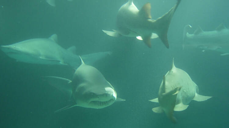 New York Aquarium | Brooklyn, NY