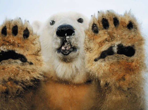 PAWS FOR EFFECT One polar bear decides to do some exploring PAWS FOR EFFECT One polar bear decides to do some exploring.
