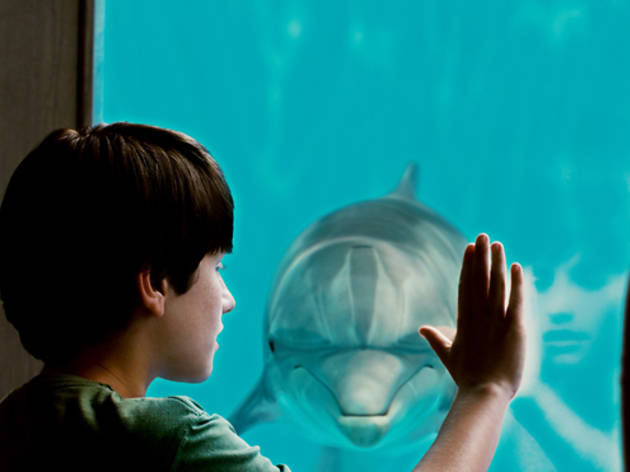 Dolphin Tale Dolphin Tale