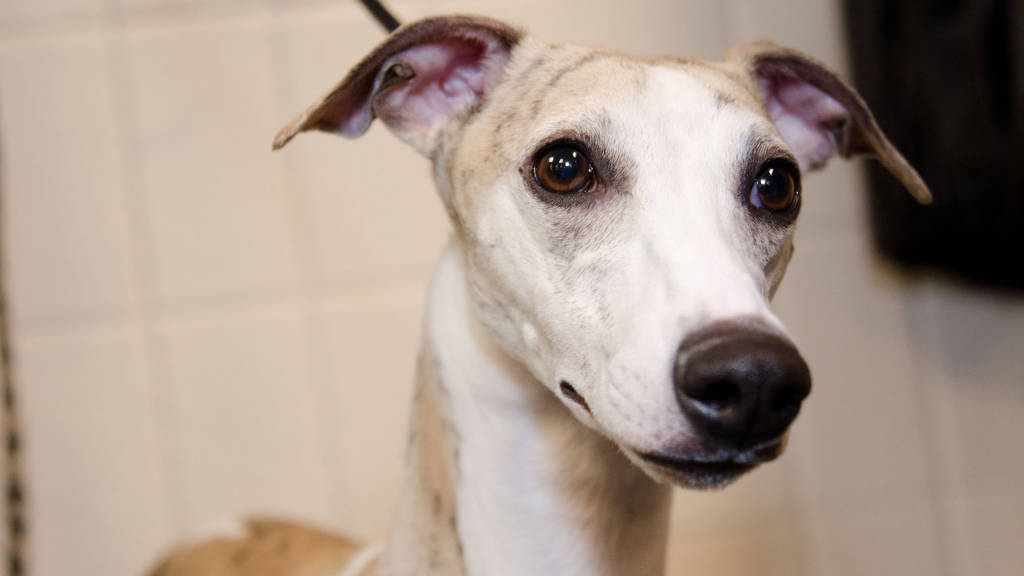 The 137th Annual Westminster Kennel Club Dog Show 2013