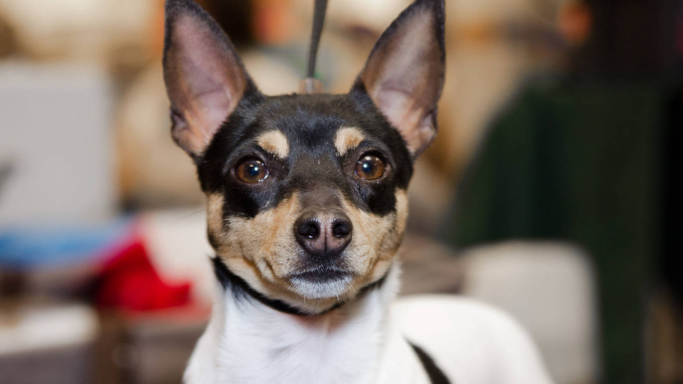 The 137th Annual Westminster Kennel Club Dog Show 2013