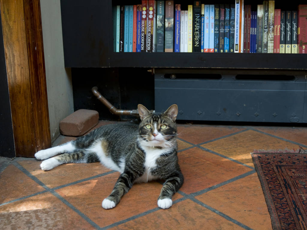 shop-at-the-best-independent-bookstores-in-nyc