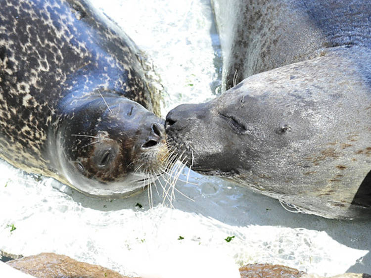 Be wowed by sealife at the NY Aquarium