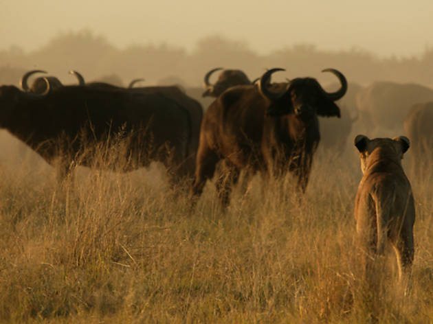 The Last Lions The Last Lions