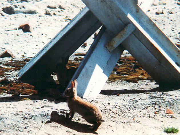 RABBITALABERLINREV RABBITALABERLINREV