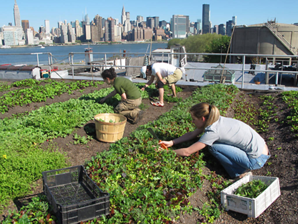 Best community gardens in NYC from city farms to rooftop gardens