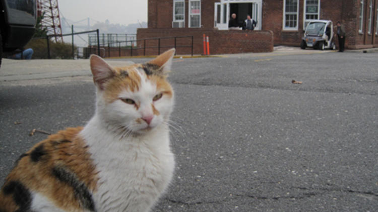 Molly Brown (Photograph: Courtesy the Trust for Governors Island)