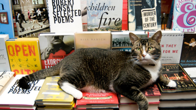 Tiny, the Community Bookstore's cat