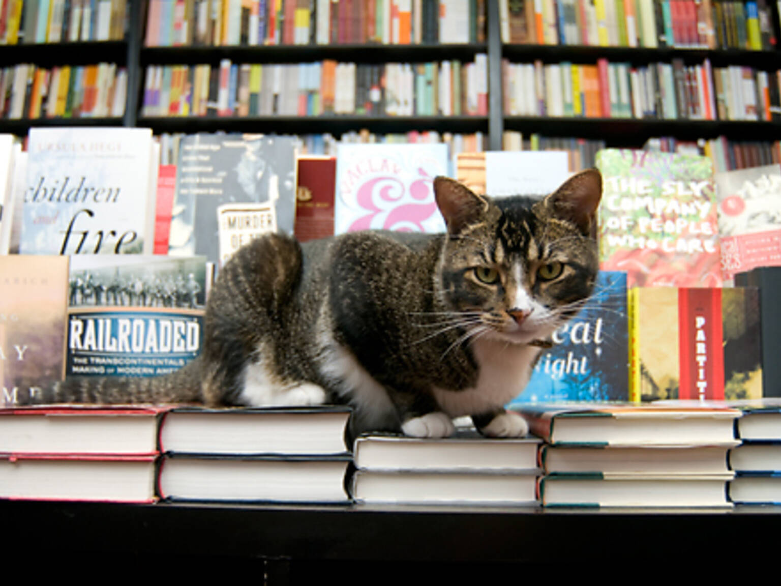 Best bookstores in NYC from independent to specialty bookstores
