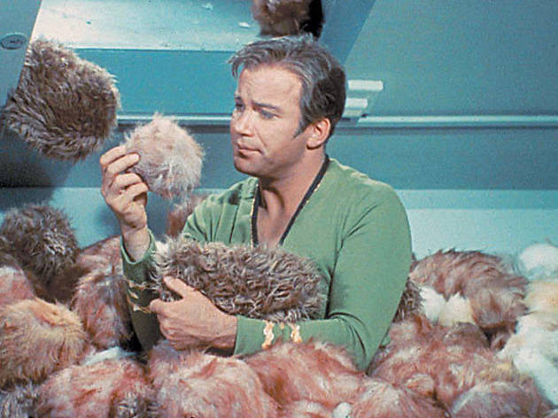 HAIR APPARENT captain Kirk feels warm and fuzzy HAIR APPARENT captain Kirk feels warm and fuzzy.
