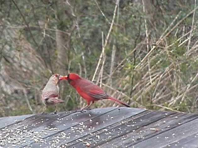 DANCING BEAK TO BEAK Birds of a feather share an intimate moment DANCING BEAK TO BEAK Birds of a feather share an intimate moment.