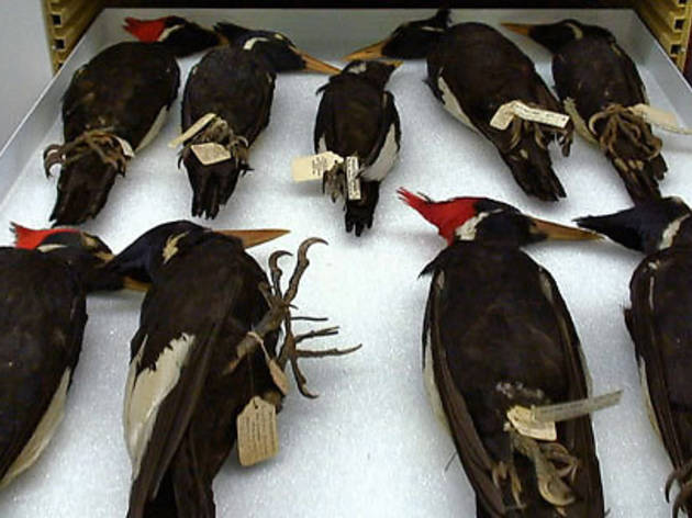 AMERICA'S GOT TALONS Various woodpecker specimens show their claws AMERICA'S GOT TALONS Various woodpecker specimens show their claws.