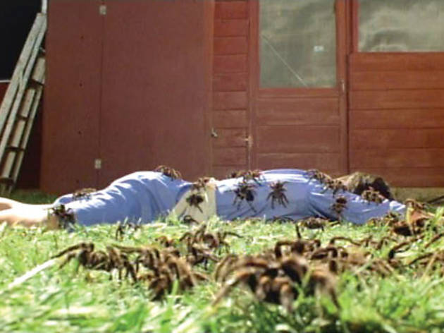 Kingdom of the Spiders 746.fi.x491.dvd.spiders.jpg