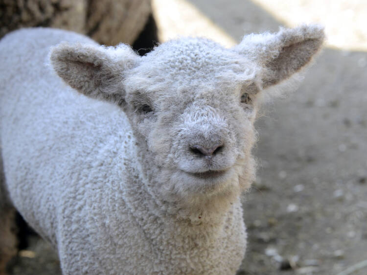 The Central Park Zoo's new babydoll lamb