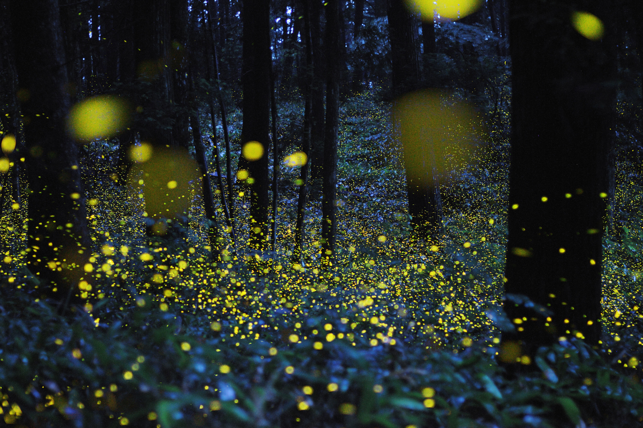 Creatures of Light: Nature's Bioluminescence”