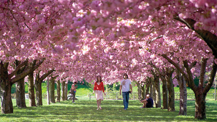 Photograph: Courtesy Brooklyn Botanic Gardens