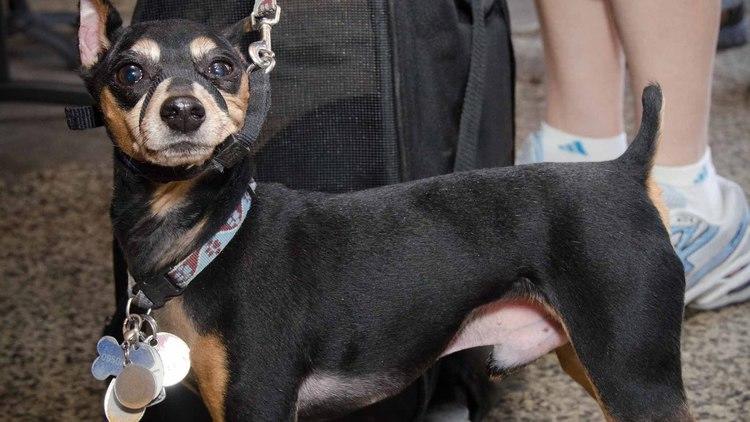 Brooklyn Mutt Show (Time Out, Photograph: Marielle Solan)