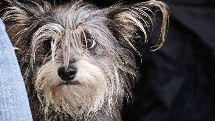 Brooklyn Mutt Show (Time Out, Photograph: Marielle Solan)